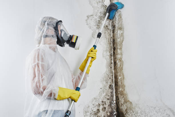 Best Affordable Mold Removal  in Dublin, CA