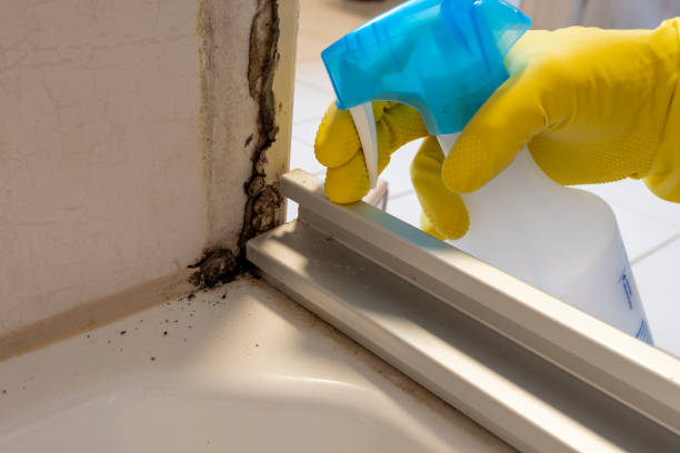 Best Best Mold Removal Companies  in Dublin, CA