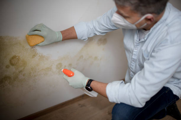 Best Crawl Space Mold Removal  in Dublin, CA