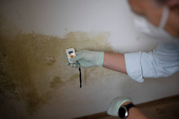 Best Toxic Mold Removal  in Dublin, CA
