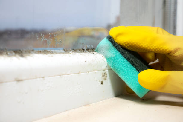 Best Mold Remediation  in Dublin, CA