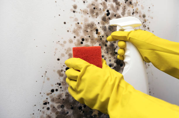 Reliable Dublin, CA Mold Removal Solutions