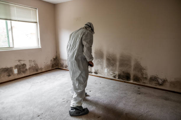 Best Attic Mold Removal  in Dublin, CA