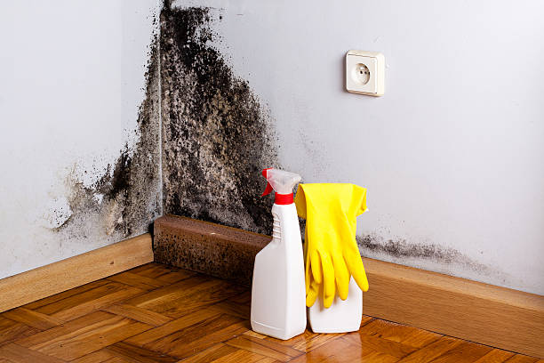 Best Mold Damage Repair  in Dublin, CA