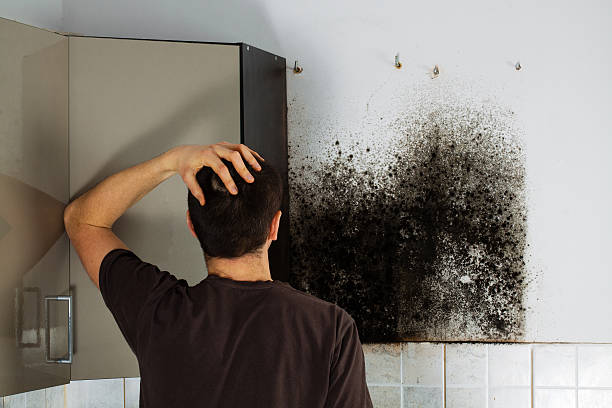 Best Certified Mold Removal  in Dublin, CA