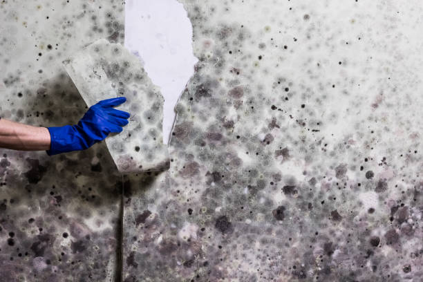 Certified Mold Removal in Dublin, CA