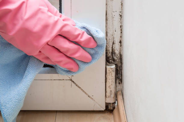 Best Local Mold Removal Service  in Dublin, CA