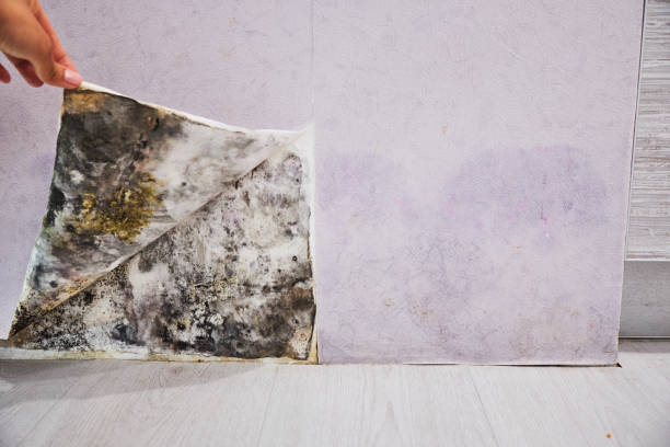Best Emergency Mold Removal  in Dublin, CA